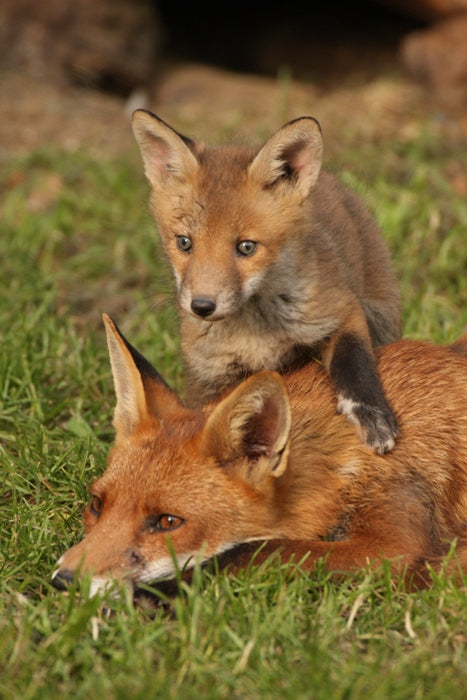 My week crammed in a wendy house watching a fox with her cubs