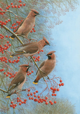 Waxwings at Christmas