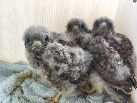 Saving our Natural Treasures: Rescuing Baby Kestrels