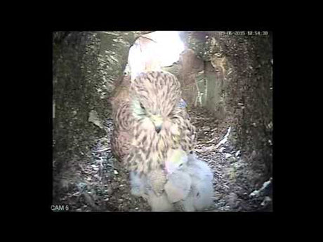 Kestrel chicks too big to brood?