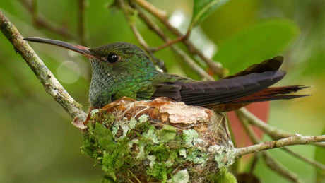 Film | Hummingbird builds nest size of average egg cup | Panama