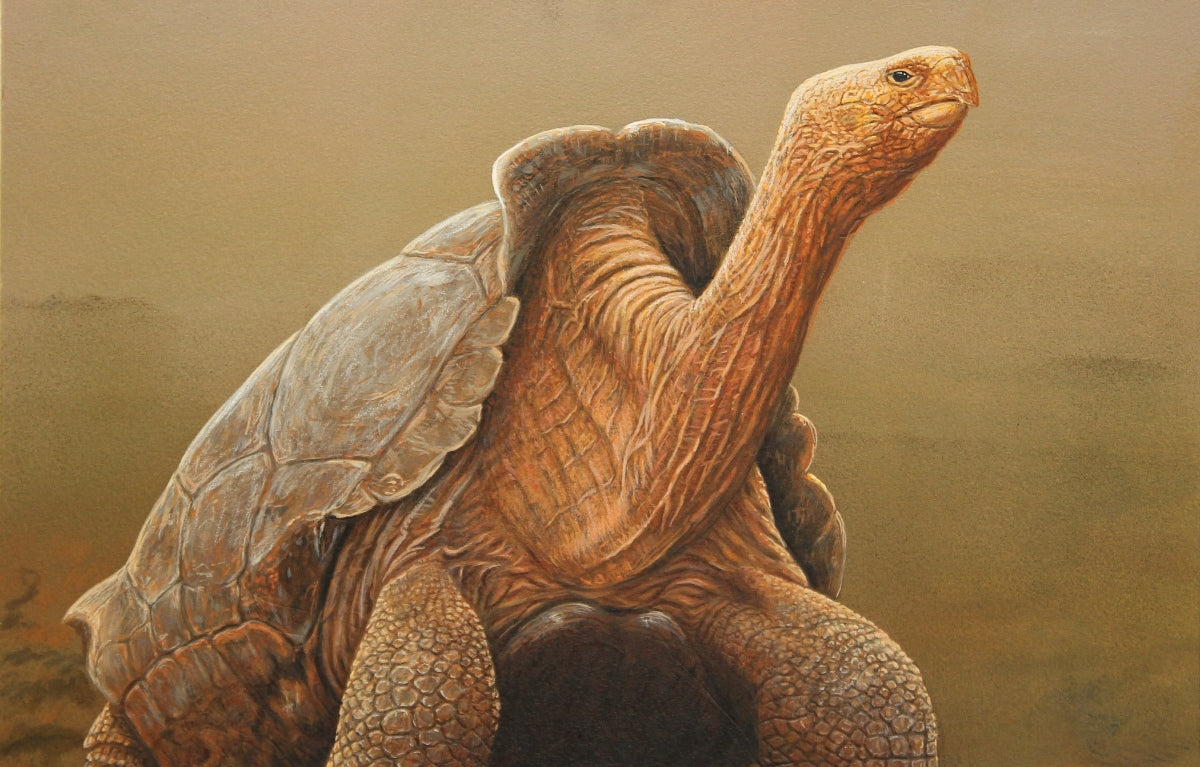 Father's Day Art Tribute to Virile Tortoise who Saved his Species