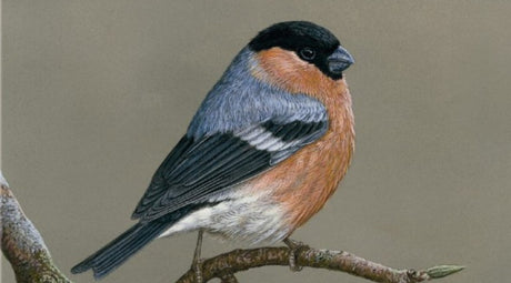 How to get bullfinches in your garden: 5 things to do to attract these beautiful birds