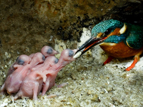 Film | Mealtimes in the kingfisher nest