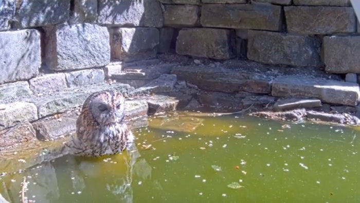 How my garden pond became a 'hoot tub' for hot owls this summer