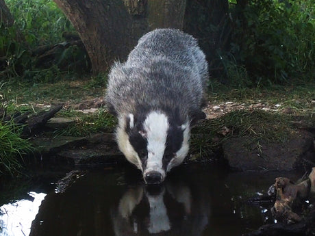 My wildlife pond attracts animals all year long