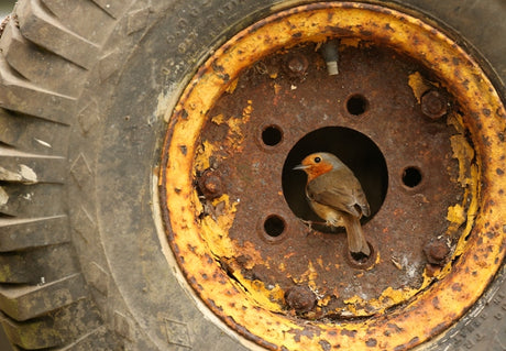 Why robins choose to nest in odd places