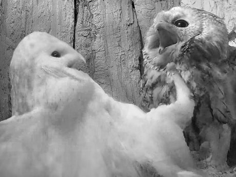 Film | Tawny owl v barn owl | Gylfie v Luna