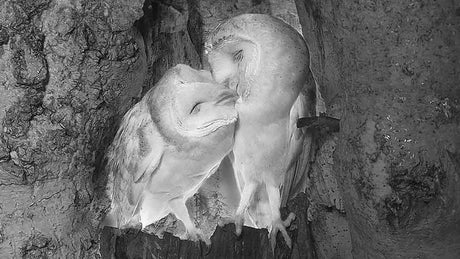 Film | Barn owls sweet courtship