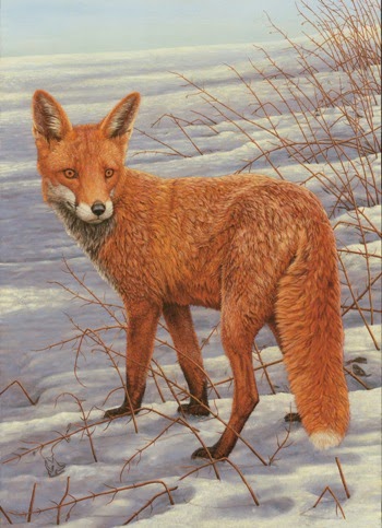 Courting fox