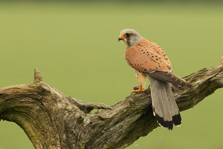 Fotherdale kestrels 2020 | stories from a kestrel nest camera