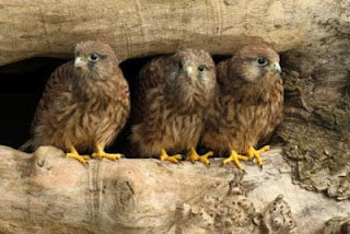 Kes' Brood