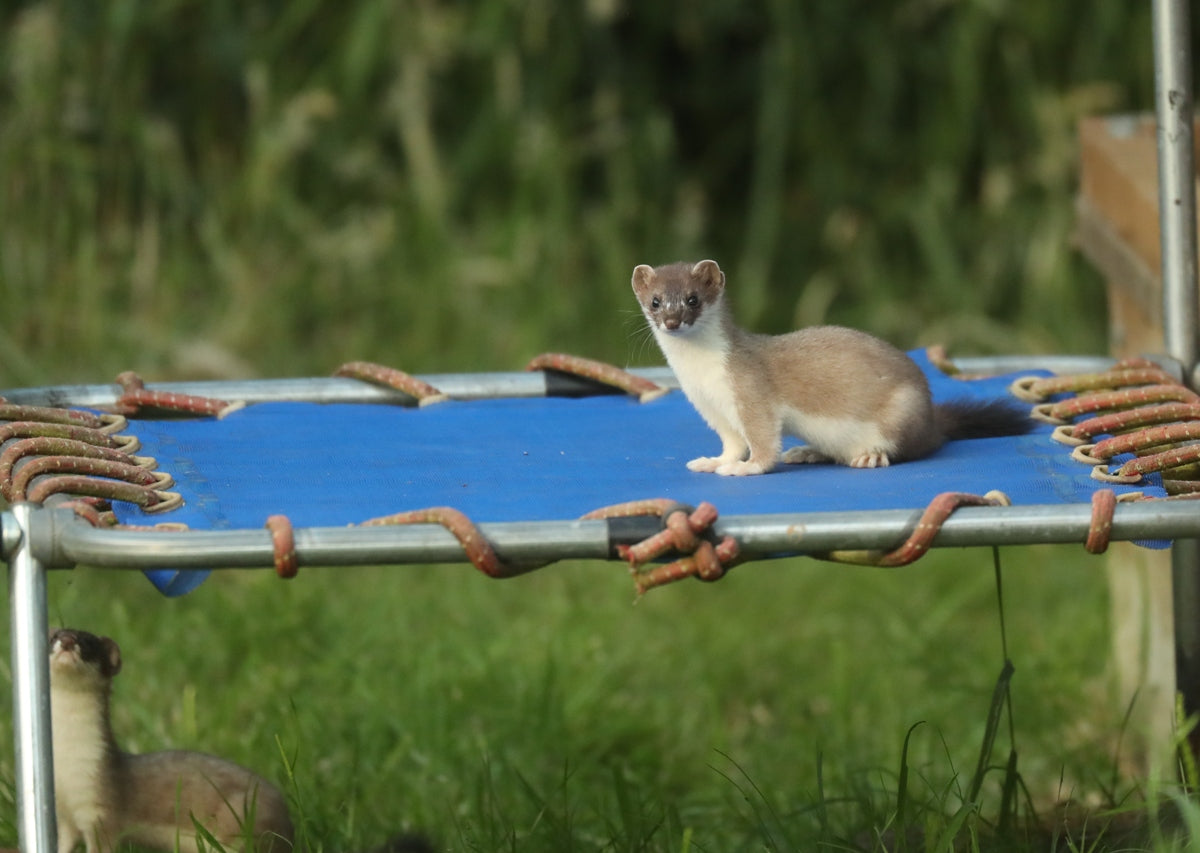 Filming for tv | behind the scenes | watching stoat kits at play