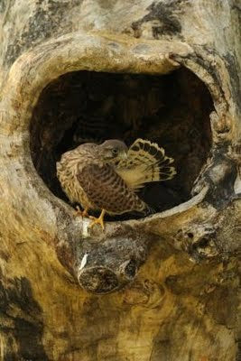 A family of kestrels at Fotherdale