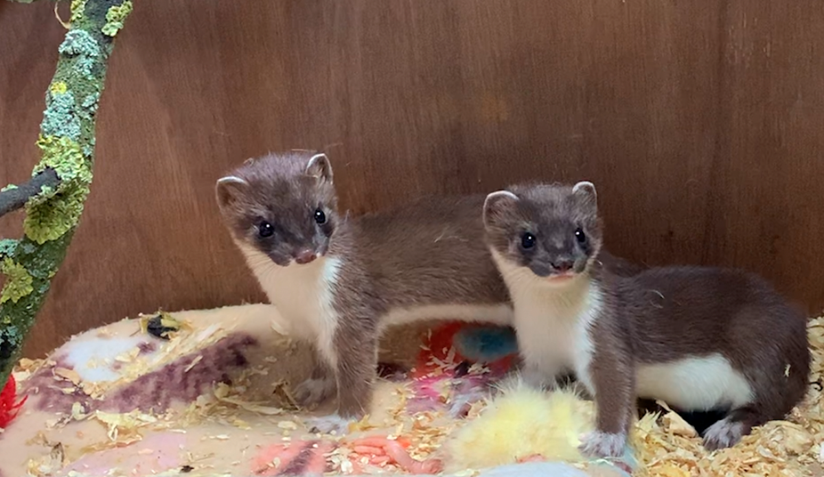 Rehabilitating a stoat named Whisper