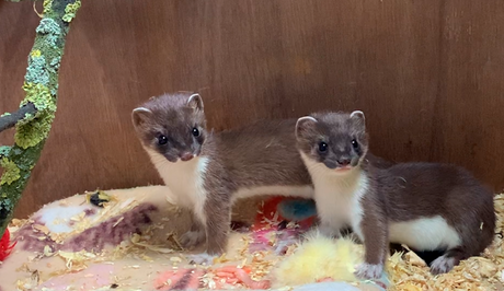 Rehabilitating a stoat named Whisper