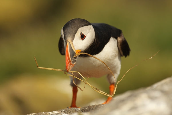 Puffins: the best places to see them, the craziest facts about them & some paintings inspired by them