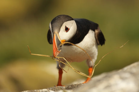 Puffins: the best places to see them, the craziest facts about them & some paintings inspired by them