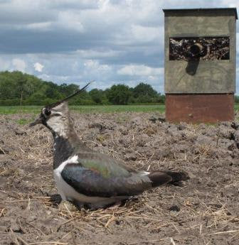 Lapwing Chicks