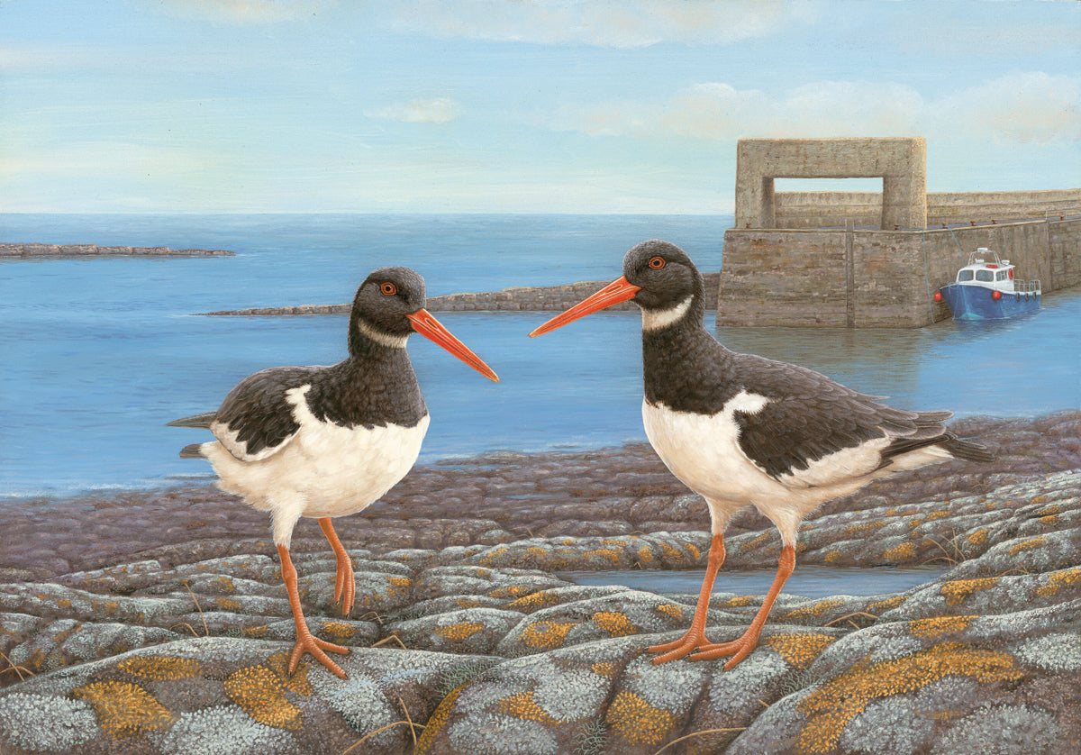 Painting oystercatchers - the story of an unusual commission