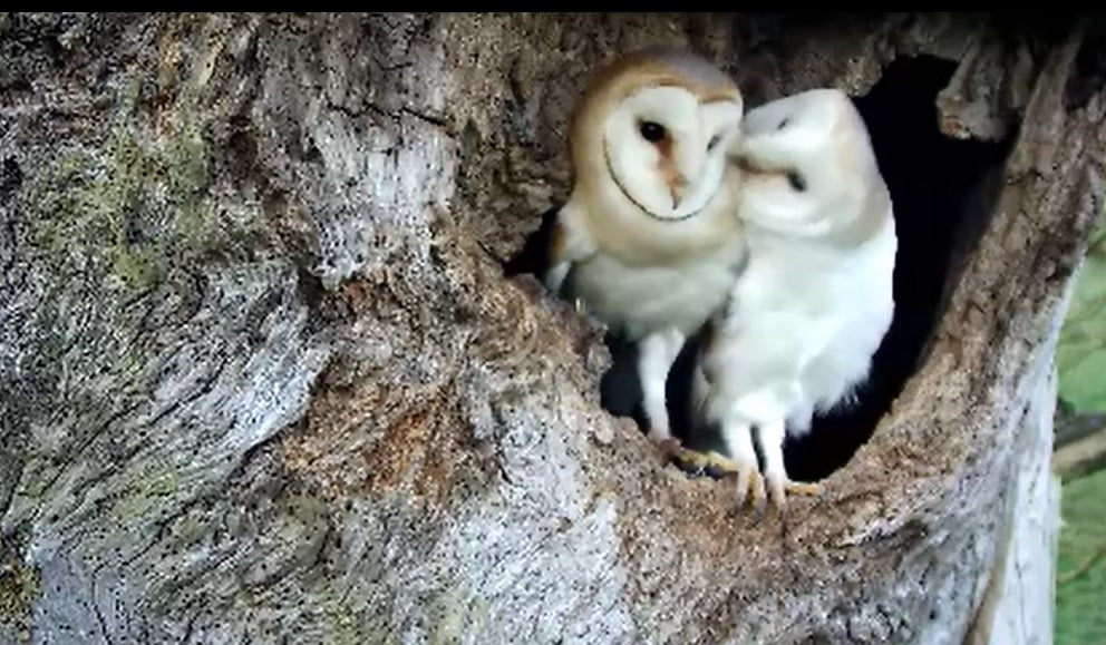 Stories from Inside a Barn Owl Nest