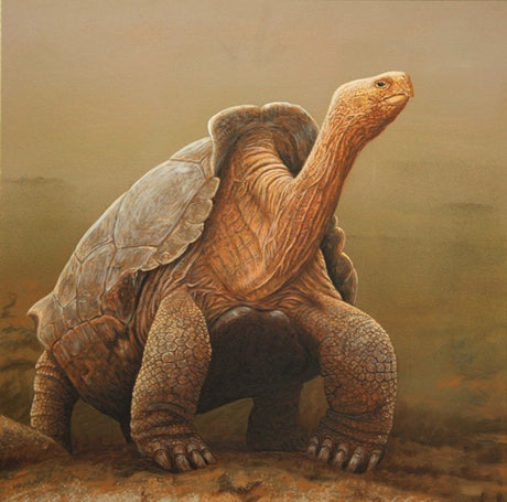 Galapagos Allure: Paintings Inspired by the Extraordinary Courtship Behaviour of Galapagos Wildlife