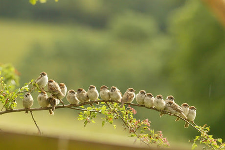 National Sparrow Day