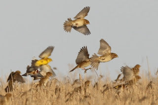 Clouds of corn buntings