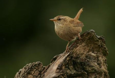 Wren return