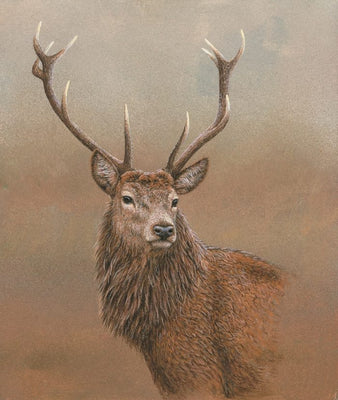 Red Stag of Etive