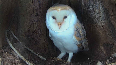 Film | Barn owl stakes nest claim | Discover wildlife