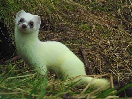 White Stoat Capture