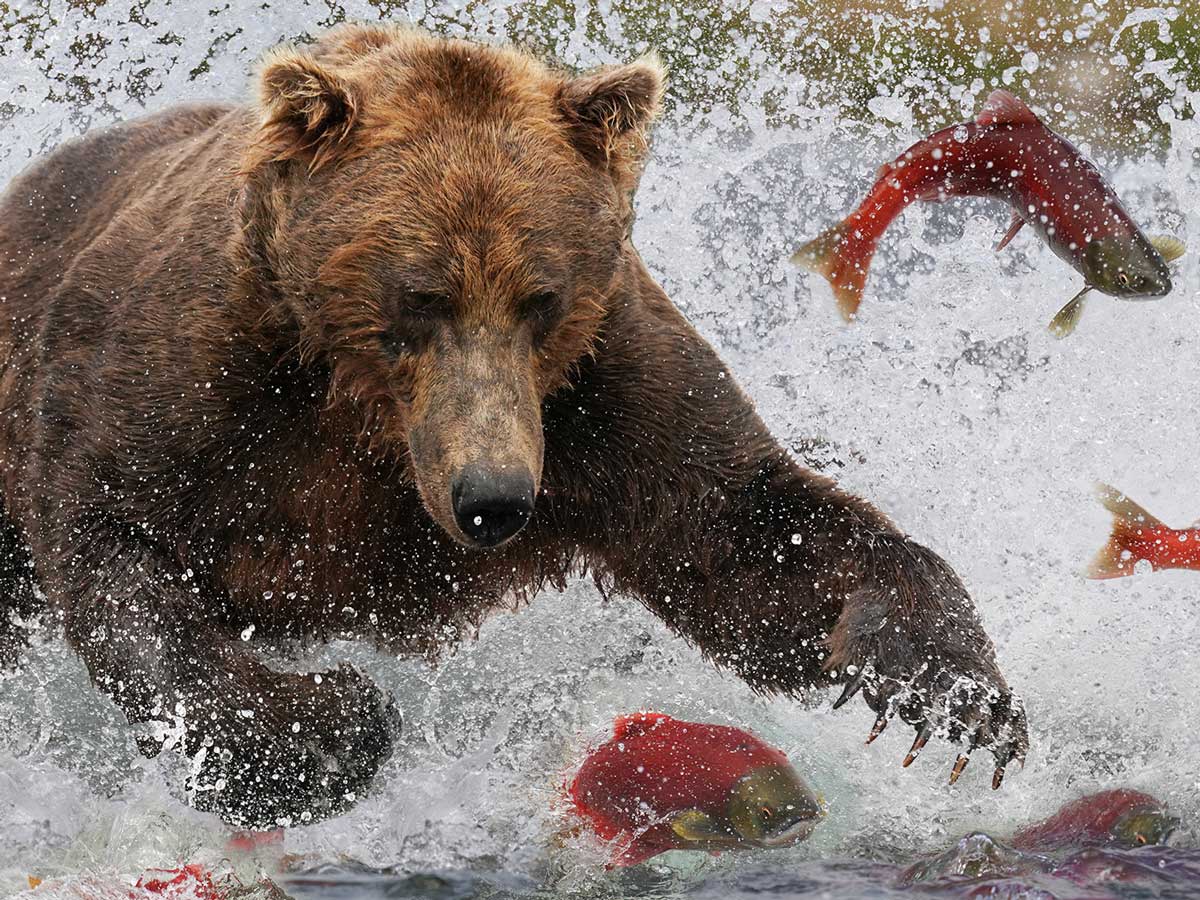 Filming Grizzly Bears on the Alaskan Salmon Run