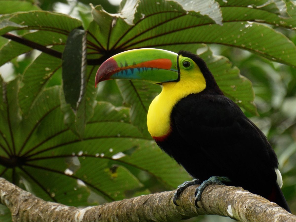 Why Panama is a wildlife paradise