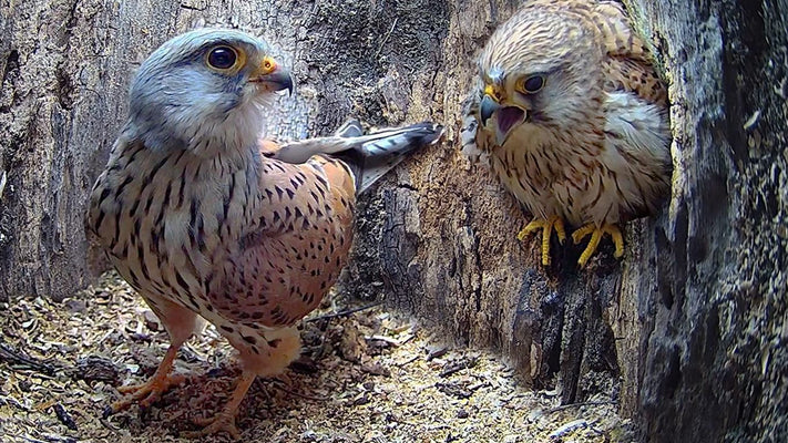 Full story of kestrel couple's first Year - Kestrels Apollo & Athena