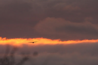 Red Kites Come Home to Roost