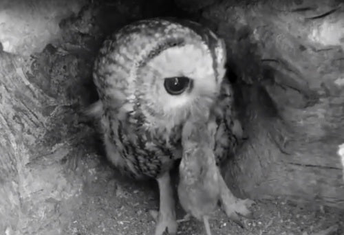 A fussy tawny owl