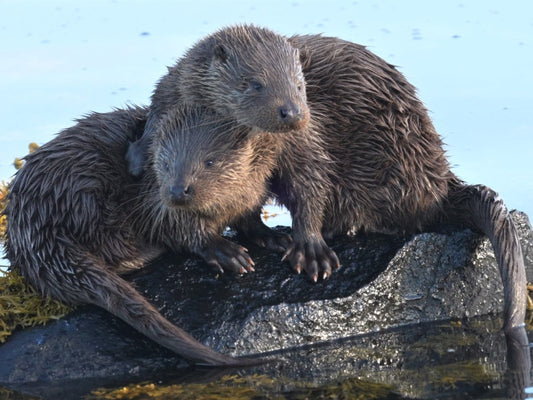 Ottermagie auf Schottlands Isle of Mull