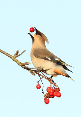 Searching for Waxwings in Winter