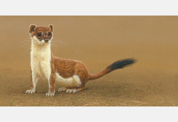 16 paintings of stoats & weasels