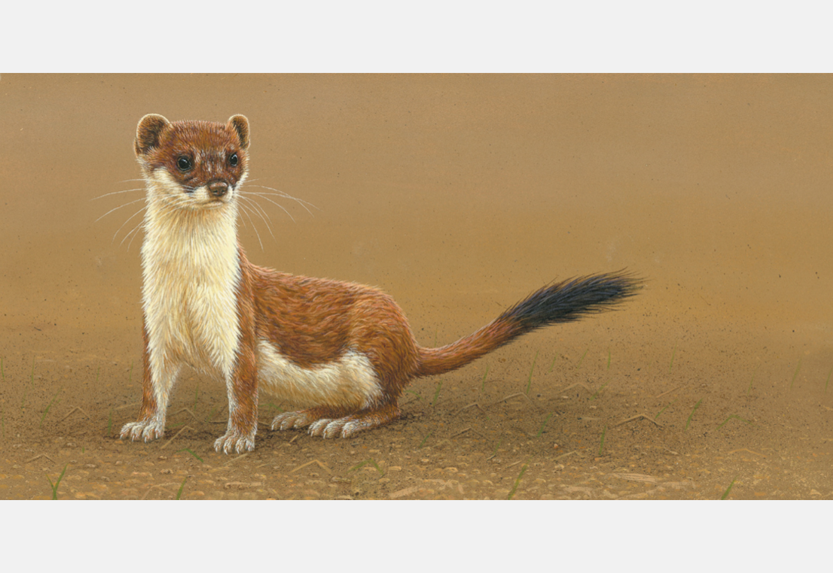 16 paintings of stoats & weasels