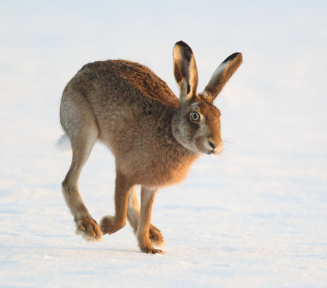 Photographing hares boxing in snow