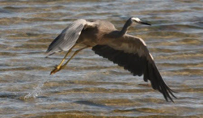 New Zealand Bird Life