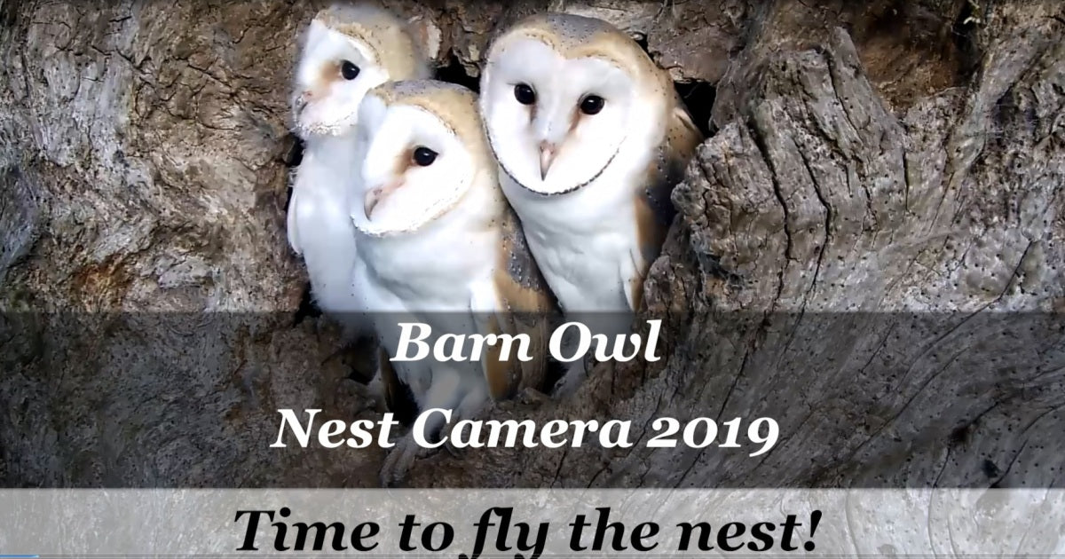 Barn Owl Nest Camera | Summer 2019 | Time to Fly the Nest