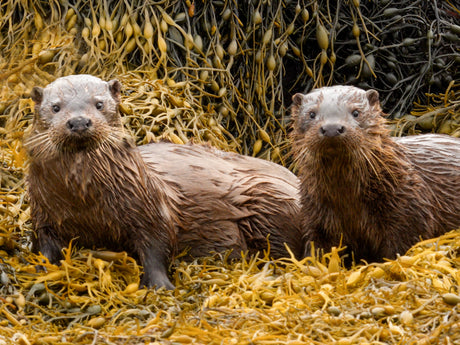 Film | Otter mum prepares cubs for life on their own