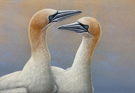 Gannets of Bempton inspire new paintings