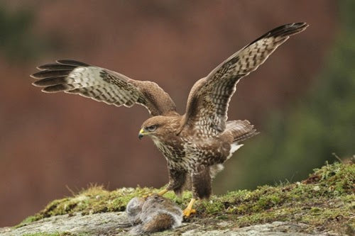 Coaxing Wild Buzzards to Pose for their Portraits