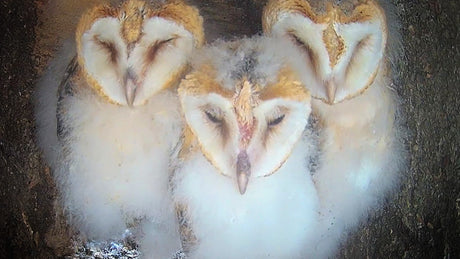 Barn Owl Chicks Get Ready to Take First Ever Flights