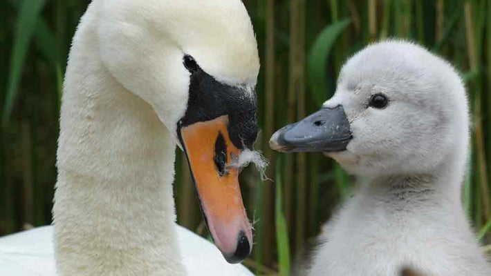 Film | Memories from the swan nest | Discover wildlife