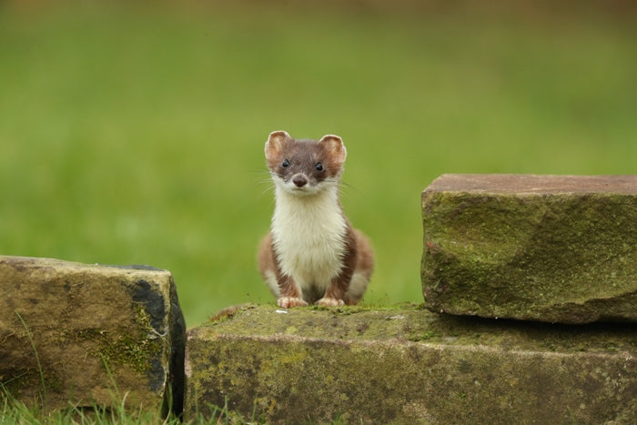 Artist's 5-year Study into Secret Lives of Garden Stoats